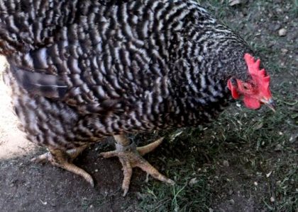 How to Trim A Chicken's Toenails Image